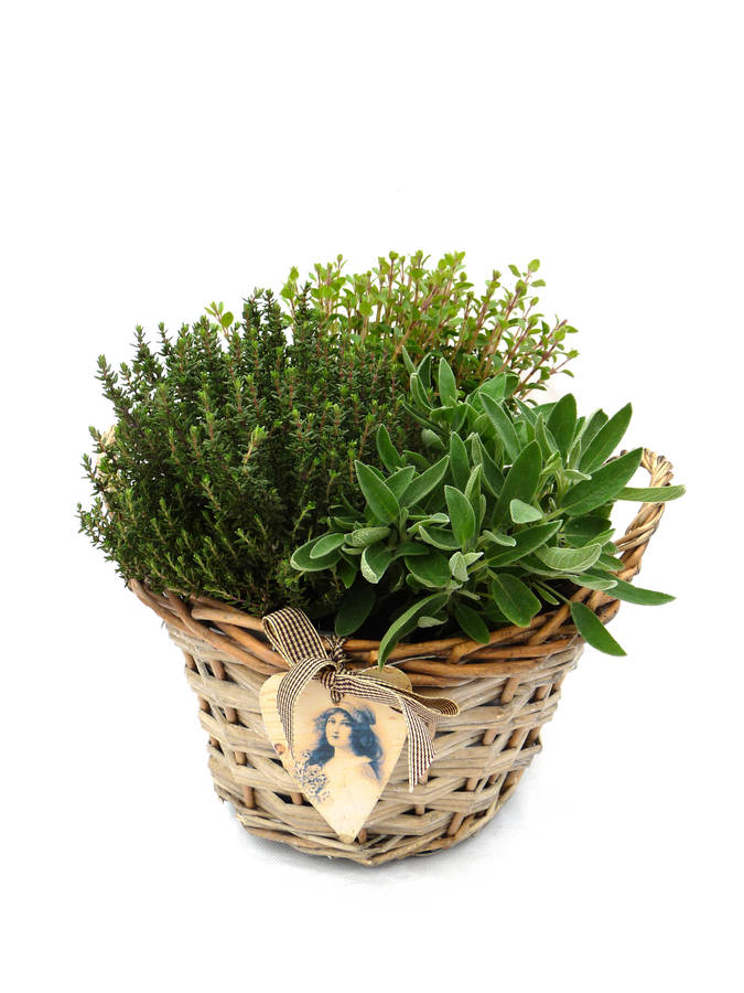 Garden Plant Gift Cooks Herb Collection