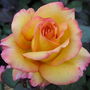 Plant Gifts Rose Freddie Mercury, thumbnail 1 of 1
