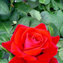 Garden Gifts For Dad Rose Special Dad, thumbnail 1 of 1