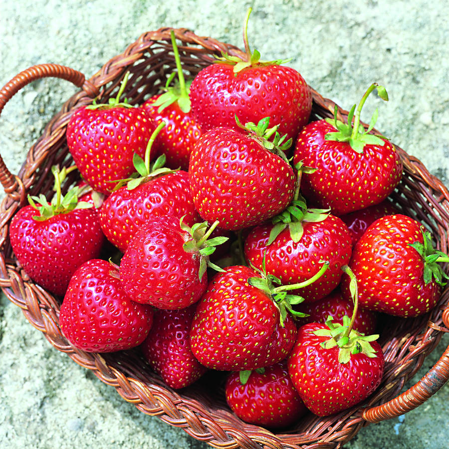 Personalised Gift Strawberry Plants Named Lucy 4plants By