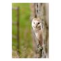 'Peeping Barn Owl' Limited Edition Photographic Print, thumbnail 1 of 8