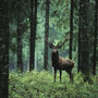 Elk In The Woods, Canvas Art, thumbnail 5 of 6