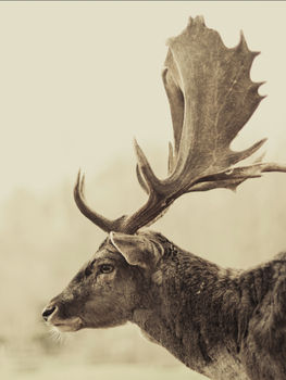 Stag Off, Canvas Art, 3 of 3