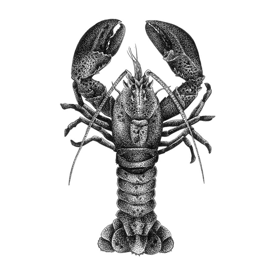 Lobster Print By Die-Monde | notonthehighstreet.com