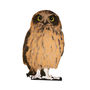 Cardboard Flat Pet Owl, thumbnail 2 of 4