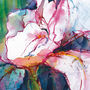 Pink Iris Limited Edition Fine Art Canvas Print, thumbnail 3 of 4