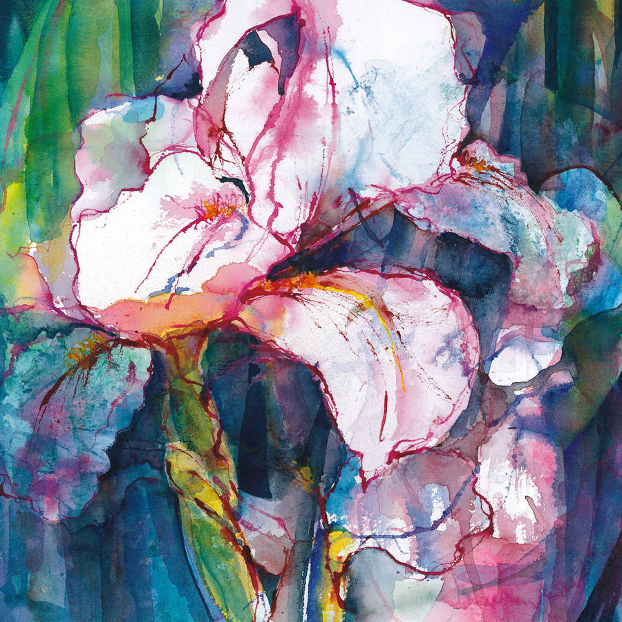 Pink Iris Limited Edition Fine Art Canvas Print, 1 of 4