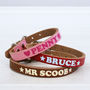 Personalised Colourful Dog Collar, thumbnail 1 of 4