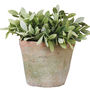 Terracotta Plant Pot, thumbnail 1 of 3