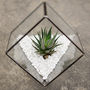 Glass Cube Succulent Terrarium Kit, thumbnail 1 of 7