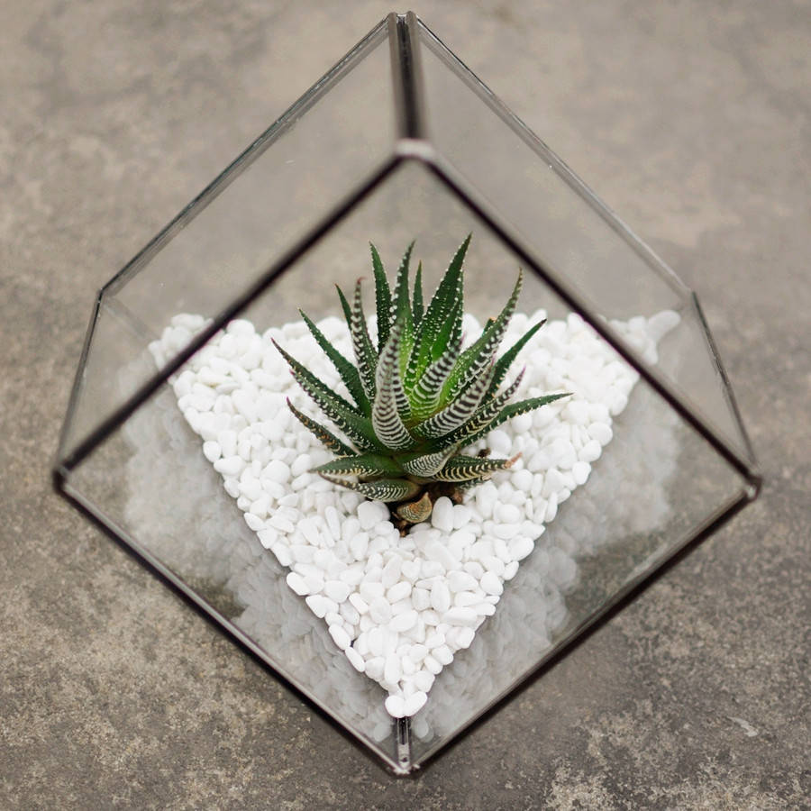 Glass Cube Succulent Terrarium Kit, 1 of 7