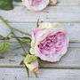Everlasting Pink Rose, thumbnail 1 of 5