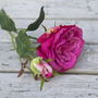 Everlasting Pink Rose, thumbnail 3 of 5