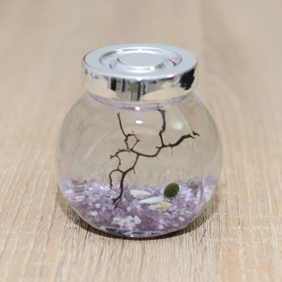 marimo moss ball terrarium by dingading terrariums | notonthehighstreet.com