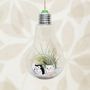 Hanging Light Bulb Air Plant Terrarium With Owls, thumbnail 3 of 4