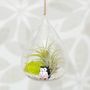 Hanging Glass Water Drop Air Plant Christmas Bauble, thumbnail 2 of 5