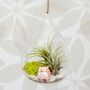 Hanging Glass Water Drop Air Plant Christmas Bauble, thumbnail 1 of 5