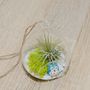 Hanging Glass Water Drop Air Plant Christmas Bauble, thumbnail 4 of 5