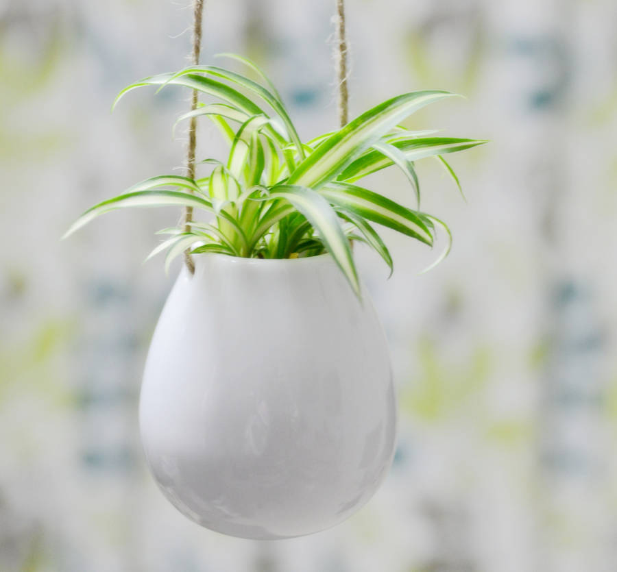 ceramic hanging egg vase by dingading terrariums