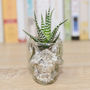 Glass Skull Vase Succulent Terrarium, thumbnail 3 of 4