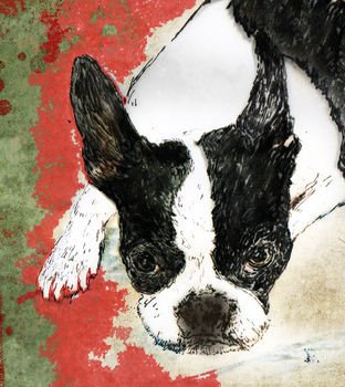 Signed Print / 'The Boston Terrier', 2 of 2