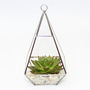 Pyramid Shaped Glass Vase Succulent Terrarium, thumbnail 4 of 6