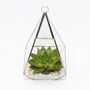Pyramid Shaped Glass Vase Succulent Terrarium, thumbnail 5 of 6