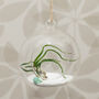 Hanging Glass Globe Vase Air Plant Terrarium, thumbnail 1 of 1