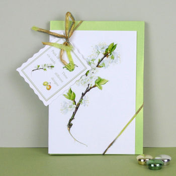 Pack Of Six ' Syston White Plum ' Cards, 2 of 6