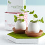 Grow Your Own Mini Garden Egg Kit, thumbnail 1 of 10