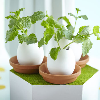 Grow Your Own Mini Garden Egg Kit, 2 of 10