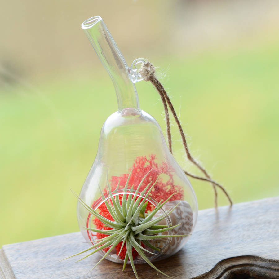hanging glass pear air plant terrarium by dingading terrariums