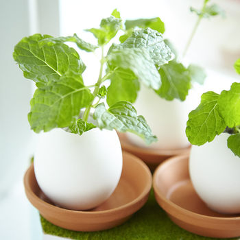 Grow Your Own Mini Garden Egg Kit, 3 of 10