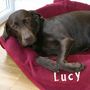 Personalised Embroidered Pet Blanket, thumbnail 11 of 12