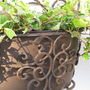 Curved Steel Wall Planter, thumbnail 3 of 5
