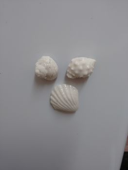 Ceramic Beach Shell Magnets, 2 of 5