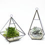 Geometric Pyramid Glass Vase Succulent Terrarium, thumbnail 1 of 6