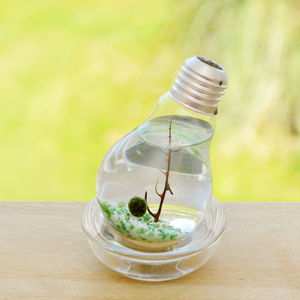 Lightbulb Marimo Moss Ball Terrarium By DingaDing