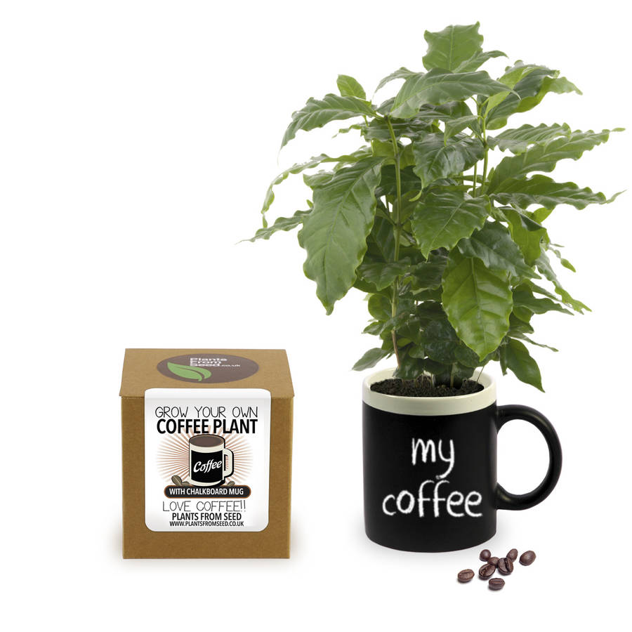 grow your own coffee plant with chalkboard mug by plants from seed