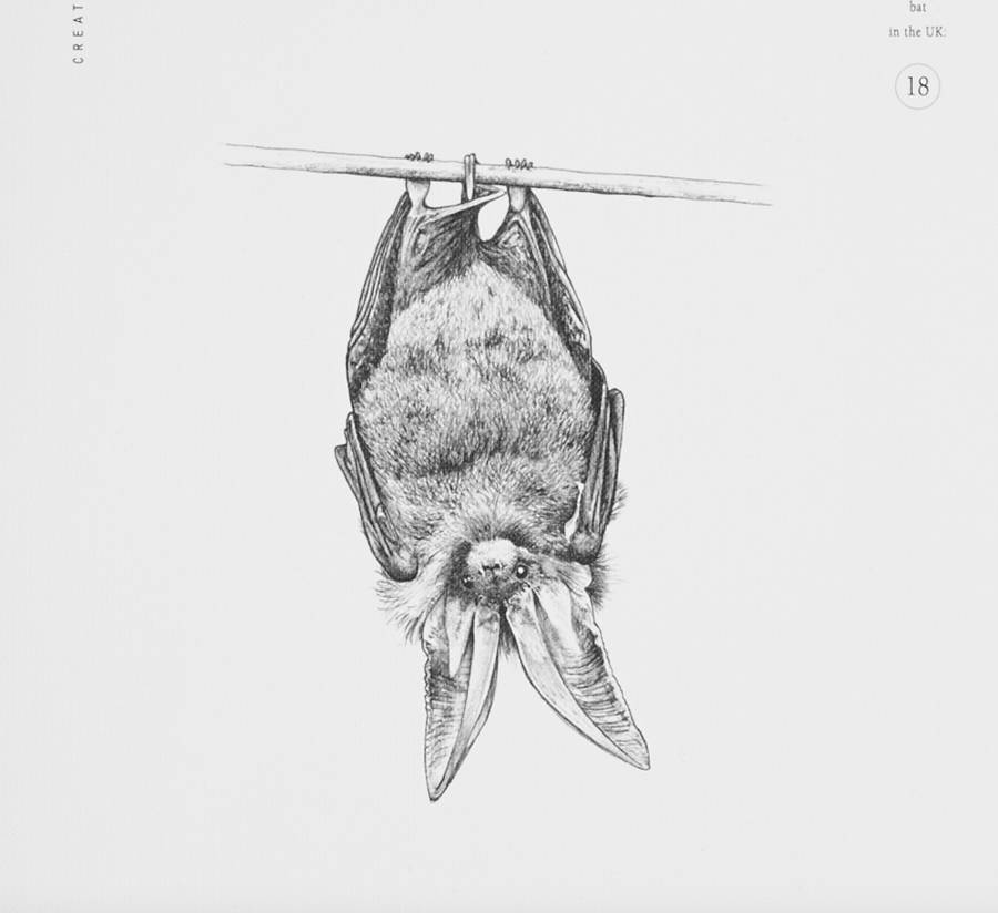 Long Eared Bat Print By Creature Candy | notonthehighstreet.com