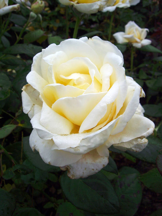 60th Anniversary The Diamond Wedding Rose, 1 of 2
