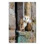 'Barn Owl' Limited Edition Photographic Print, thumbnail 1 of 4
