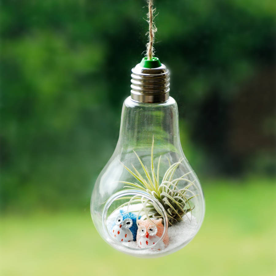 Hanging Light Bulb Air Plant Terrarium With Owls, 1 of 4