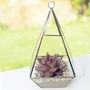Pyramid Shaped Glass Vase Succulent Terrarium, thumbnail 1 of 6