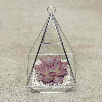Pyramid Shaped Glass Vase Succulent Terrarium, 2 of 6