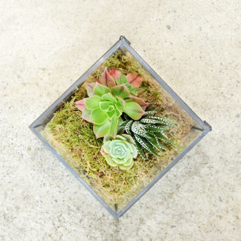 Glass Cube Succulent Terrarium House Plants, 3 of 5