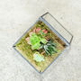 Glass Cube Succulent Terrarium House Plants, thumbnail 4 of 5
