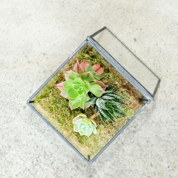 Glass Cube Succulent Terrarium House Plants, 4 of 5