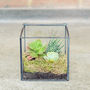 Glass Cube Succulent Terrarium House Plants, thumbnail 5 of 5