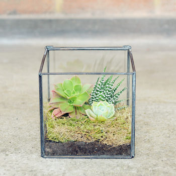 Glass Cube Succulent Terrarium House Plants, 5 of 5